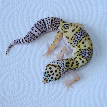 Normal Leopard Gecko Juvenile