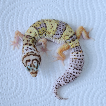 Normal Leopard Gecko Juvenile