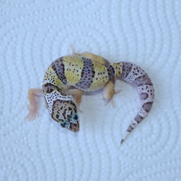Normal Leopard Gecko Hatchling
