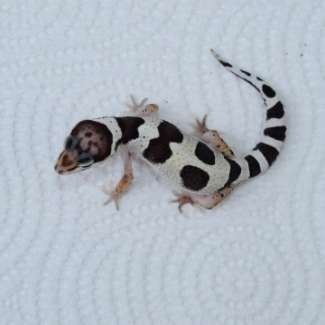 Mack Snow Leopard Gecko Hatchling