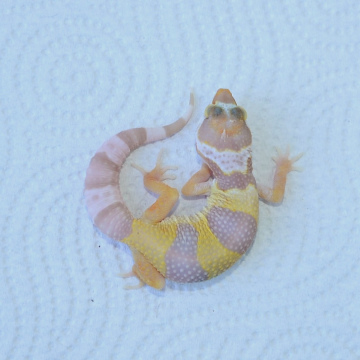 Tremper Albino Leopard Gecko Hatchling