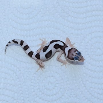 Mack Snow Leopard Gecko Hatchling