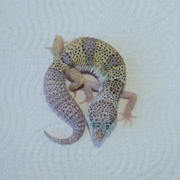 Normal Leopard Gecko Juvenile