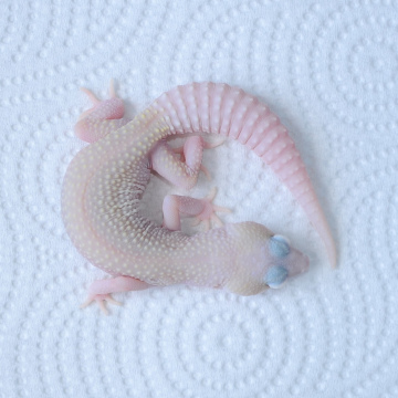 Blizzard Eclipse Leopard Gecko Juvenile