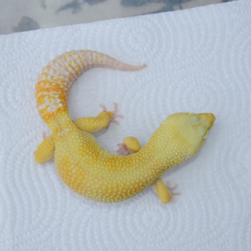 Male Tremper Sunglow Leopard Gecko Adult