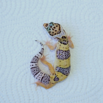 Normal Leopard Gecko Hatchling