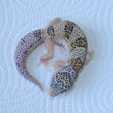 Eclipse Leopard Gecko Hatchling