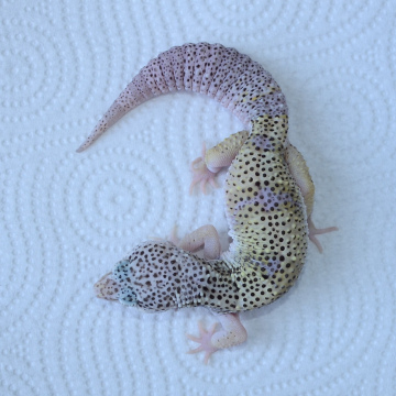 Normal Leopard Gecko Juvenile