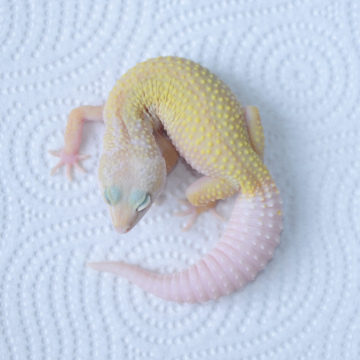 Murphy's Patternless Leopard Gecko Juvenile