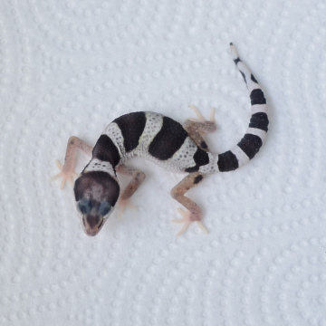 Mack Snow Leopard Gecko Hatchling