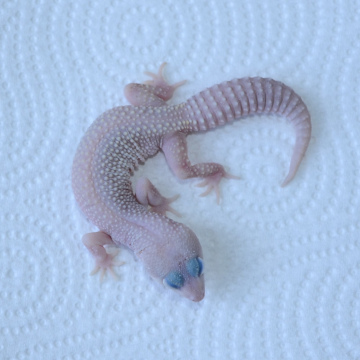 Blizzard Eclipse Leopard Gecko Juvenile