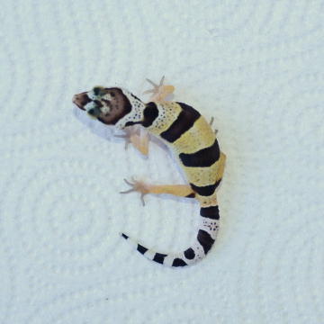 Normal Leopard Gecko Hatchling