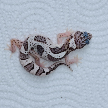 Mack Snow Leopard Gecko Hatchling