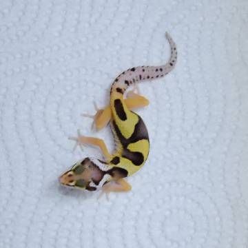 Jungle Leopard Gecko Hatchling